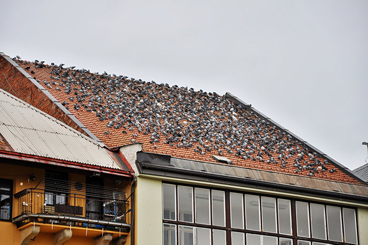 A2B Pest Control are able to install spikes to deter birds from roofs in Chippenham. 