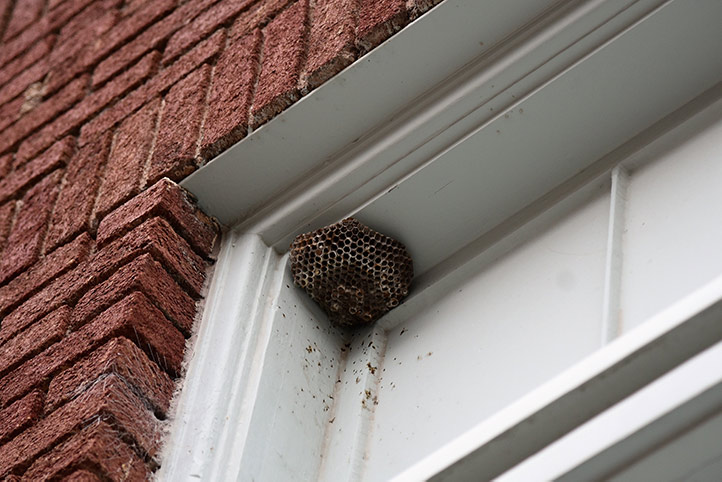 We provide a wasp nest removal service for domestic and commercial properties in Chippenham.